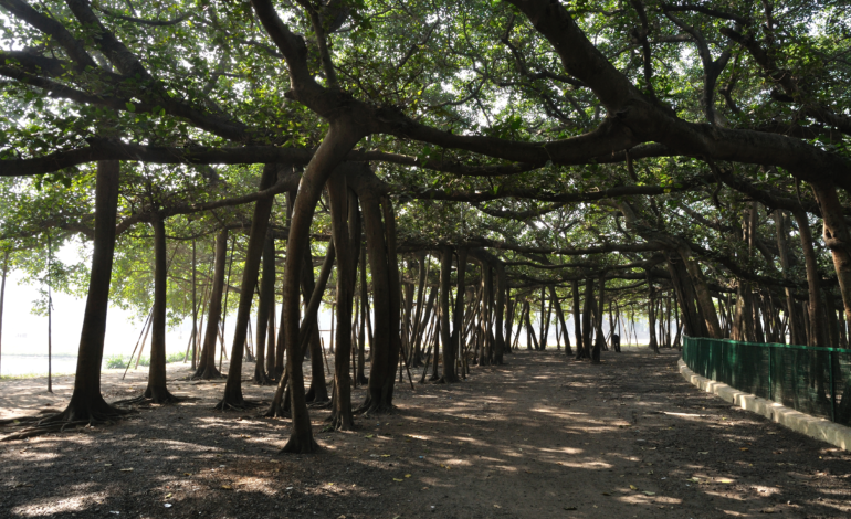 Acharya Jagdish Chandra Bose Indian Botanical Garden
