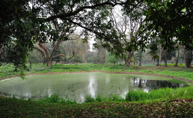 Acharya Jagdish Chandra Bose Indian Botanical Garden