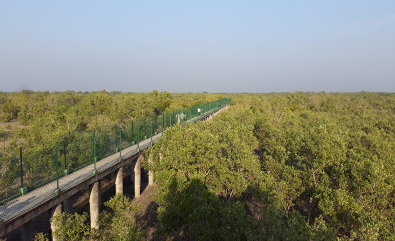 Sajnekhali Wildlife Sanctuary