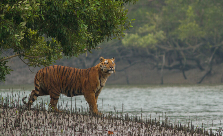 Sundarbans Tour Tiger