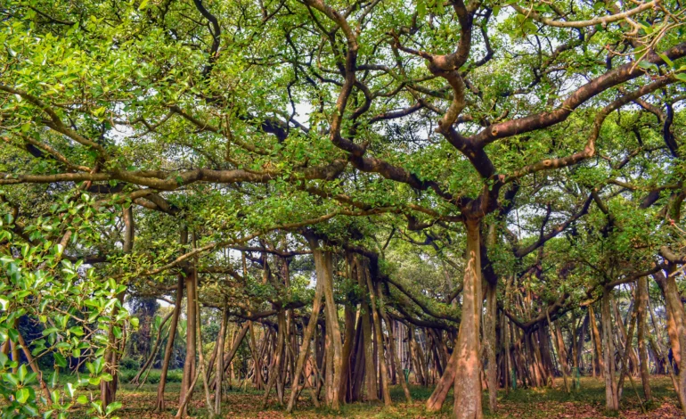 Acharya Jagdish Chandra Bose Indian Botanical Garden