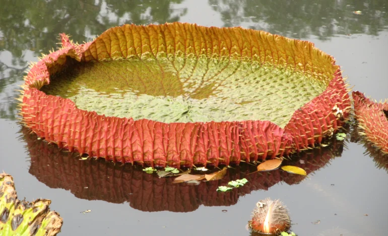 Acharya Jagdish Chandra Bose Indian Botanical Garden
