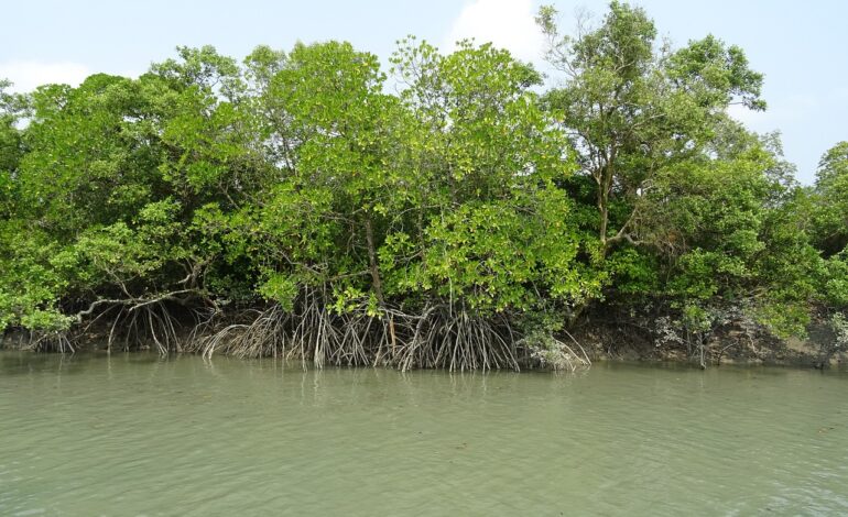 Sundarbans Tour