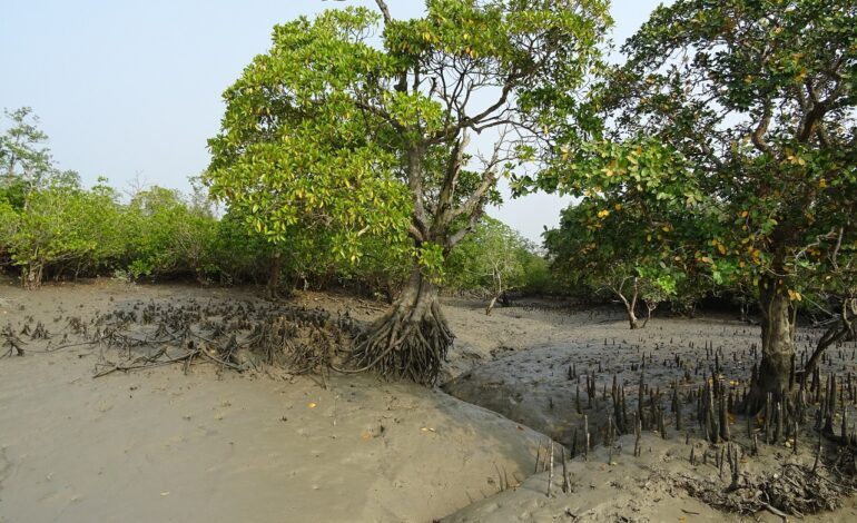 Sundarbans Tour