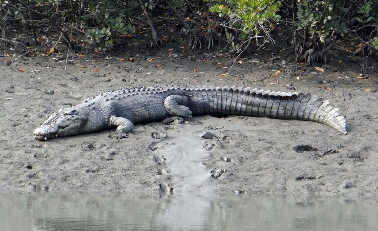 Sajnekhali Wildlife Sanctuary