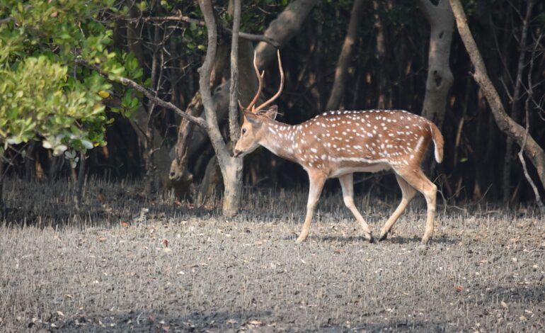 Sundarbans Tour