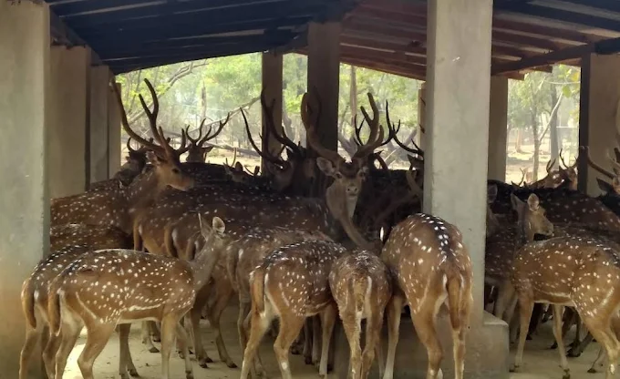 Deer Park, Ballavpur Wildlife Sanctuary