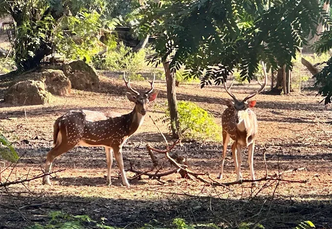 Deer Park, Ballavpur Wildlife Sanctuary