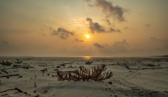 Bakkhali Beach