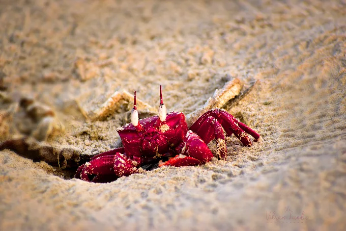 mandarmani beach