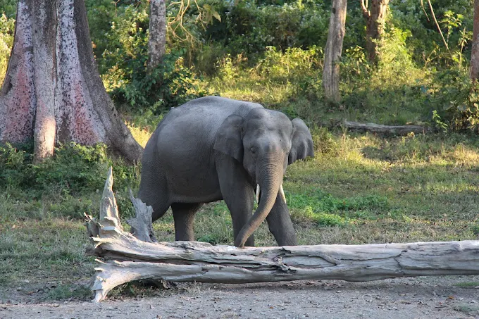 Buxa Tiger Reserve & Wildlife Sanctuary