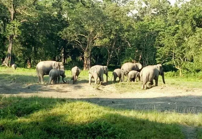 Jaldapara Wildlife Sanctuary