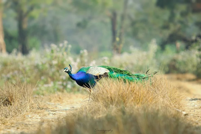 Jaldapara Wildlife Sanctuary