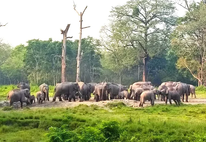 Jaldapara Wildlife Sanctuary