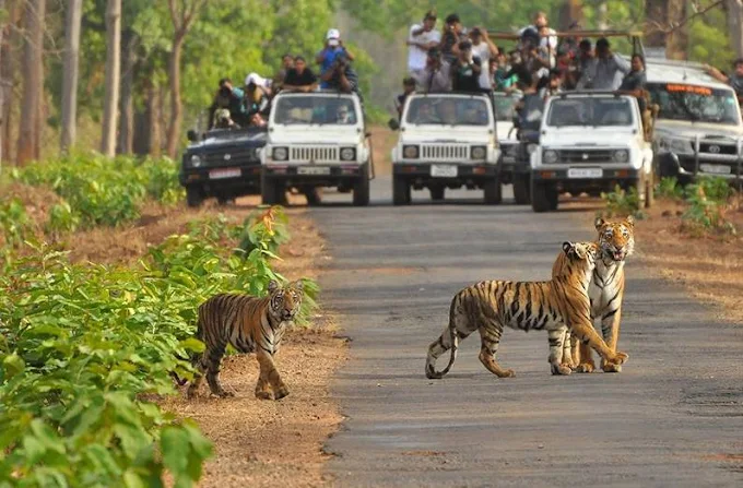 Jaldapara Wildlife Sanctuary