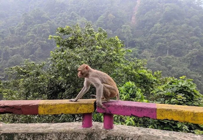 Mahananda Wildlife Sanctuary