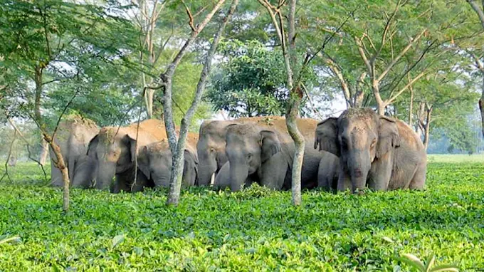 Mahananda Wildlife Sanctuary