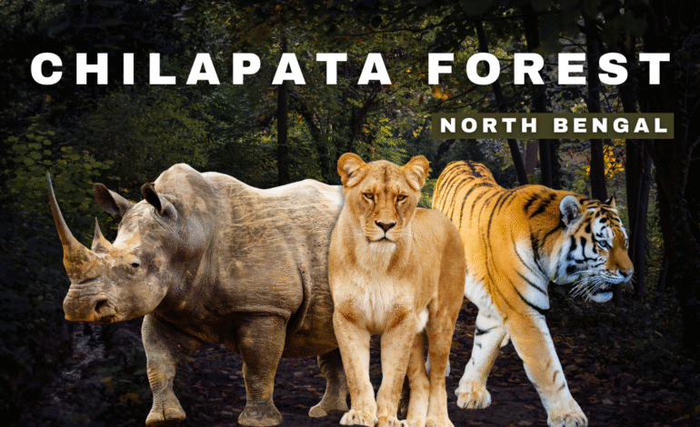 Chilapata Forest North Bengal – Complete Travel Guide