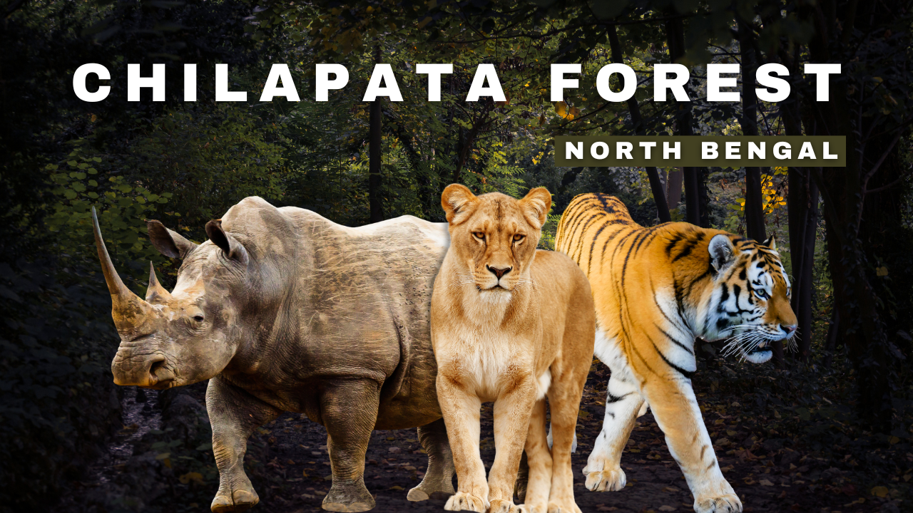 Chilapata Forest