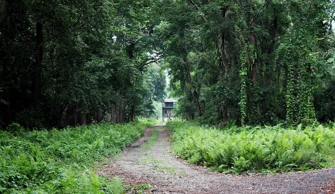 chilapata forest