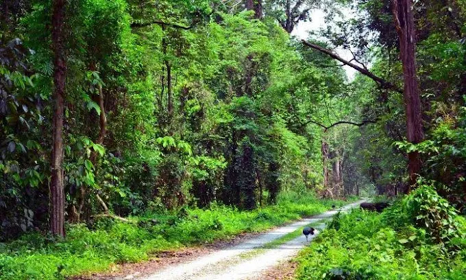 chilapata forest