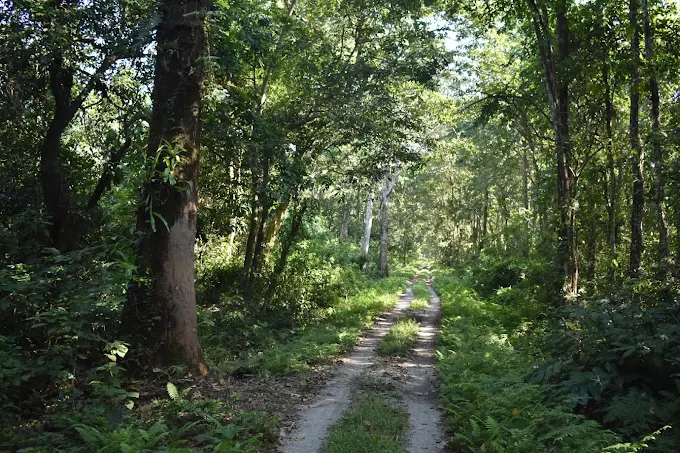 chilapata forest
