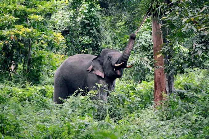 chilapata forest