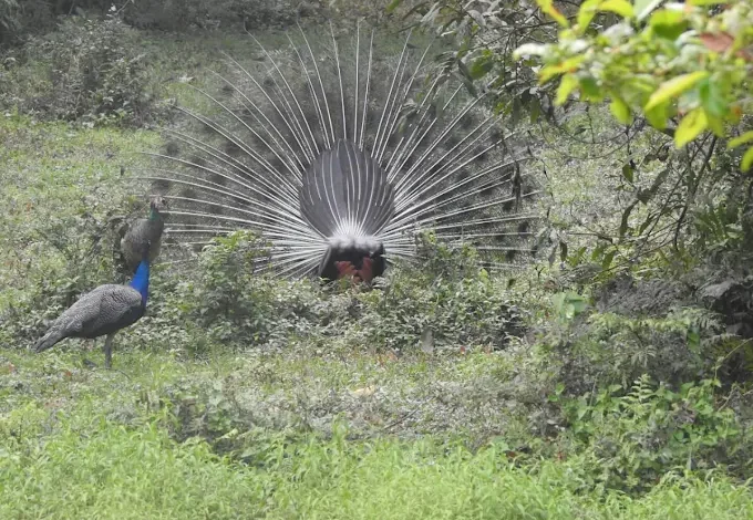 chilapata forest